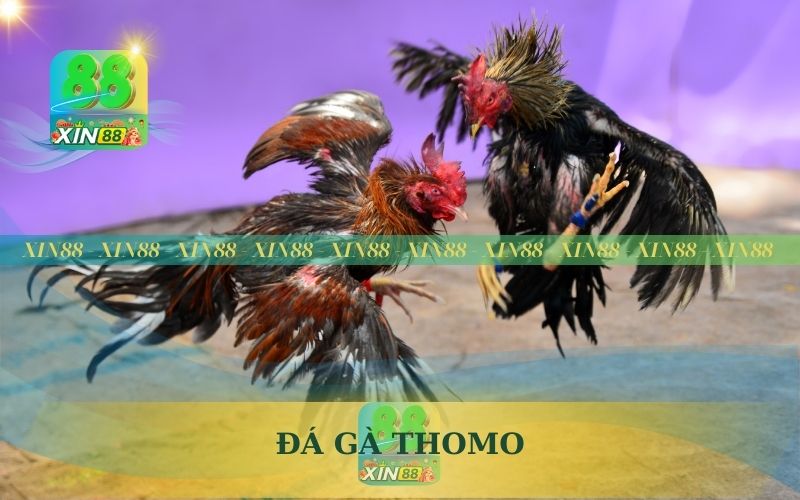 ĐÁ GÀ THOMO LIVE 24/7 TẠI XIN88