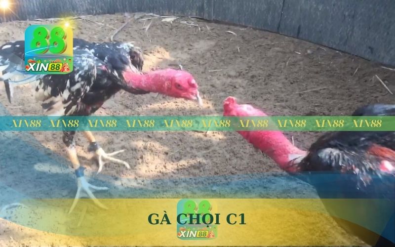 XEM GÀ CHỌI C1 TRÊN XIN88 NHẬN 500K TRẢI NGHIỆM